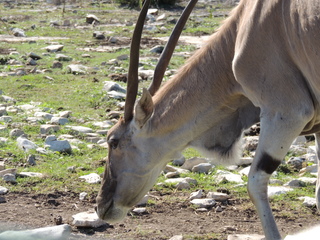 Filename=DSCN3731.JPG
Filesize=6158KiB
Dimensions=4608x3456
Date added=Sep 25, 2019 DSCN3731.JPG