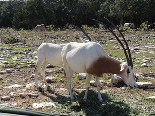 Filename=DSCN3732.JPG
Filesize=5454KiB
Dimensions=4608x3456
Date added=Sep 25, 2019 DSCN3732.JPG