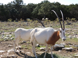 Filename=DSCN3733.JPG
Filesize=5833KiB
Dimensions=4608x3456
Date added=Sep 25, 2019 DSCN3733.JPG