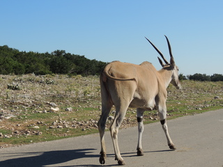 Filename=DSCN3735.JPG
Filesize=6166KiB
Dimensions=4608x3456
Date added=Sep 25, 2019 DSCN3735.JPG