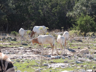 Filename=DSCN3736.JPG
Filesize=6074KiB
Dimensions=4608x3456
Date added=Sep 25, 2019 DSCN3736.JPG