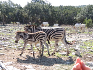 Filename=DSCN3737.JPG
Filesize=5808KiB
Dimensions=4608x3456
Date added=Sep 25, 2019 DSCN3737.JPG