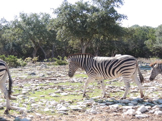 Filename=DSCN3738.JPG
Filesize=6113KiB
Dimensions=4608x3456
Date added=Sep 25, 2019 DSCN3738.JPG