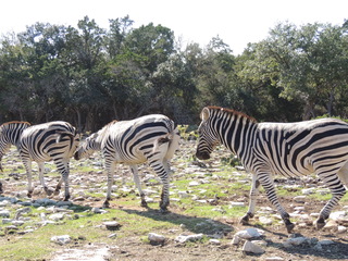 Filename=DSCN3739.JPG
Filesize=6122KiB
Dimensions=4608x3456
Date added=Sep 25, 2019 DSCN3739.JPG