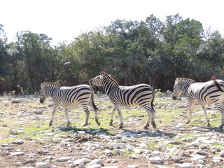 Filename=DSCN3740.JPG
Filesize=6036KiB
Dimensions=4608x3456
Date added=Sep 25, 2019 DSCN3740.JPG