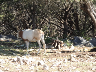 Filename=DSCN3744.JPG
Filesize=6328KiB
Dimensions=4608x3456
Date added=Sep 25, 2019 DSCN3744.JPG