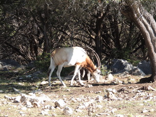 Filename=DSCN3745.JPG
Filesize=5785KiB
Dimensions=4608x3456
Date added=Sep 25, 2019 DSCN3745.JPG