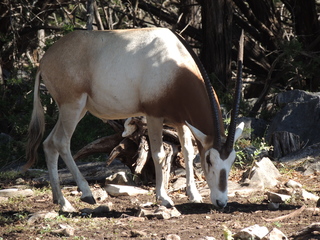 Filename=DSCN3746.JPG
Filesize=6170KiB
Dimensions=4608x3456
Date added=Sep 25, 2019 DSCN3746.JPG