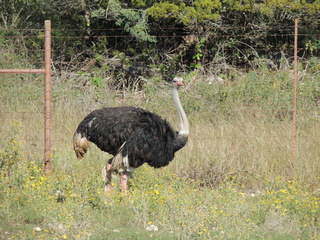 Filename=DSCN3747.JPG
Filesize=6338KiB
Dimensions=4608x3456
Date added=Sep 25, 2019 DSCN3747.JPG