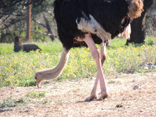 Filename=DSCN3749.JPG
Filesize=6193KiB
Dimensions=4608x3456
Date added=Sep 25, 2019 DSCN3749.JPG