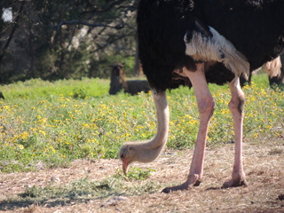 Filename=DSCN3751.JPG
Filesize=6219KiB
Dimensions=4608x3456
Date added=Sep 25, 2019 DSCN3751.JPG