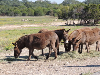 Filename=DSCN3752.JPG
Filesize=5883KiB
Dimensions=4608x3456
Date added=Sep 25, 2019 DSCN3752.JPG