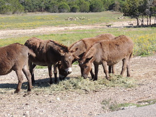 Filename=DSCN3754.JPG
Filesize=5715KiB
Dimensions=4608x3456
Date added=Sep 25, 2019 DSCN3754.JPG