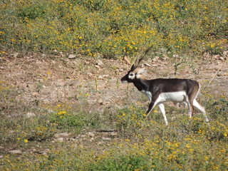 Filename=DSCN3758.JPG
Filesize=6089KiB
Dimensions=4608x3456
Date added=Sep 25, 2019 DSCN3758.JPG