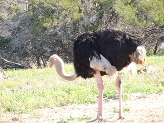 Filename=DSCN3761.JPG
Filesize=6267KiB
Dimensions=4608x3456
Date added=Sep 25, 2019 DSCN3761.JPG