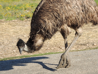 Filename=DSCN3762.JPG
Filesize=6184KiB
Dimensions=4608x3456
Date added=Sep 25, 2019 DSCN3762.JPG