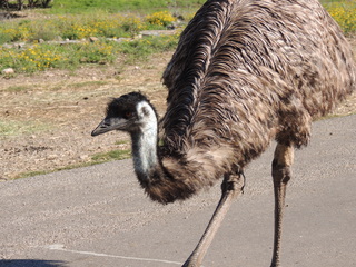 Filename=DSCN3763.JPG
Filesize=6315KiB
Dimensions=4608x3456
Date added=Sep 25, 2019 DSCN3763.JPG