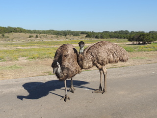 Filename=DSCN3764.JPG
Filesize=5783KiB
Dimensions=4608x3456
Date added=Sep 25, 2019 DSCN3764.JPG