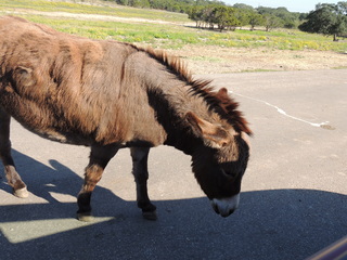 Filename=DSCN3765.JPG
Filesize=5700KiB
Dimensions=4608x3456
Date added=Sep 25, 2019 DSCN3765.JPG