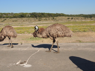 Filename=DSCN3766.JPG
Filesize=5836KiB
Dimensions=4608x3456
Date added=Sep 25, 2019 DSCN3766.JPG