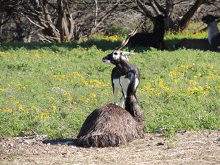 Filename=DSCN3770.JPG
Filesize=6119KiB
Dimensions=4608x3456
Date added=Sep 25, 2019 DSCN3770.JPG