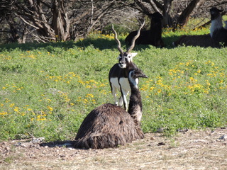 Filename=DSCN3771.JPG
Filesize=6162KiB
Dimensions=4608x3456
Date added=Sep 25, 2019 DSCN3771.JPG