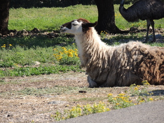 Filename=DSCN3772.JPG
Filesize=6223KiB
Dimensions=4608x3456
Date added=Sep 25, 2019 DSCN3772.JPG