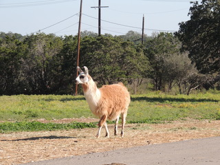 Filename=DSCN3780.JPG
Filesize=6073KiB
Dimensions=4608x3456
Date added=Sep 25, 2019 DSCN3780.JPG