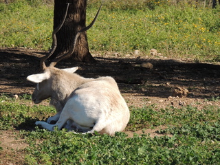 Filename=DSCN3783.JPG
Filesize=6205KiB
Dimensions=4608x3456
Date added=Sep 25, 2019 DSCN3783.JPG