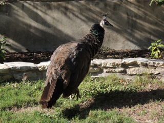 Filename=DSCN3785.JPG
Filesize=5908KiB
Dimensions=4608x3456
Date added=Sep 25, 2019 DSCN3785.JPG