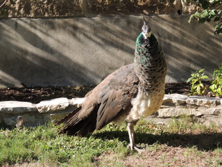 Filename=DSCN3786.JPG
Filesize=5996KiB
Dimensions=4608x3456
Date added=Sep 25, 2019 DSCN3786.JPG