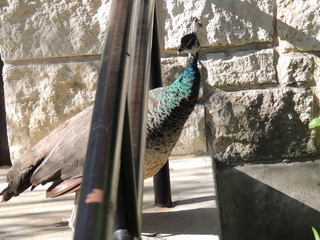 Filename=DSCN3789.JPG
Filesize=6298KiB
Dimensions=4608x3456
Date added=Sep 25, 2019 DSCN3789.JPG