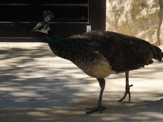 Filename=DSCN3790.JPG
Filesize=5960KiB
Dimensions=4608x3456
Date added=Sep 25, 2019 DSCN3790.JPG