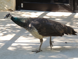 Filename=DSCN3791.JPG
Filesize=5571KiB
Dimensions=4608x3456
Date added=Sep 25, 2019 DSCN3791.JPG