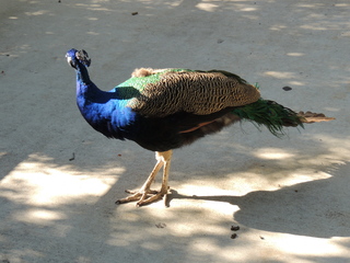 Filename=DSCN3795.JPG
Filesize=6181KiB
Dimensions=4608x3456
Date added=Sep 25, 2019 DSCN3795.JPG