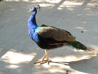 Filename=DSCN3796.JPG
Filesize=6087KiB
Dimensions=4608x3456
Date added=Sep 25, 2019 DSCN3796.JPG