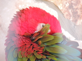 Filename=DSCN3802.JPG
Filesize=5558KiB
Dimensions=4608x3456
Date added=Sep 25, 2019 DSCN3802.JPG