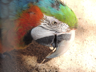 Filename=DSCN3803.JPG
Filesize=5850KiB
Dimensions=4608x3456
Date added=Sep 25, 2019 DSCN3803.JPG