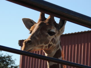 Filename=DSCN3813.JPG
Filesize=5492KiB
Dimensions=4608x3456
Date added=Sep 25, 2019 DSCN3813.JPG