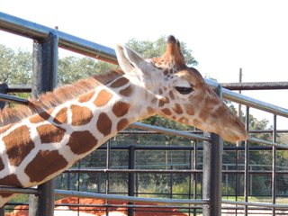 Filename=DSCN3817.JPG
Filesize=5723KiB
Dimensions=4608x3456
Date added=Sep 26, 2019 DSCN3817.JPG