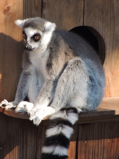 Filename=DSCN3827.JPG
Filesize=5920KiB
Dimensions=3456x4608
Date added=Sep 26, 2019 DSCN3827.JPG