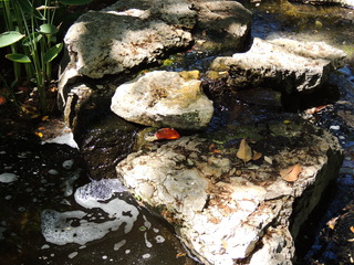 Filename=DSCN3963.JPG
Filesize=6099KiB
Dimensions=4608x3456
Date added=Sep 27, 2019 DSCN3963.JPG