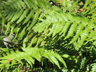 Filename=DSCN3967.JPG
Filesize=6181KiB
Dimensions=4608x3456
Date added=Sep 27, 2019 DSCN3967.JPG