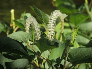 Filename=DSCN3979.JPG
Filesize=6067KiB
Dimensions=4608x3456
Date added=Sep 27, 2019 DSCN3979.JPG