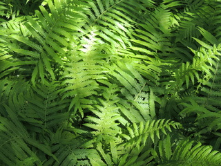 Filename=DSCN3992.JPG
Filesize=5751KiB
Dimensions=4608x3456
Date added=Sep 27, 2019 DSCN3992.JPG