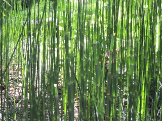 Filename=DSCN3996.JPG
Filesize=6305KiB
Dimensions=4608x3456
Date added=Sep 27, 2019 DSCN3996.JPG