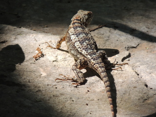 Filename=DSCN4000.JPG
Filesize=6117KiB
Dimensions=4608x3456
Date added=Sep 27, 2019 DSCN4000.JPG