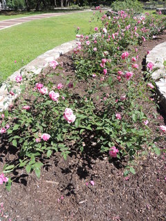 Filename=DSCN4003.JPG
Filesize=5018KiB
Dimensions=3456x4608
Date added=Sep 27, 2019 DSCN4003.JPG