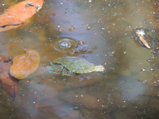 Filename=DSCN4012.JPG
Filesize=5760KiB
Dimensions=4608x3456
Date added=Sep 27, 2019 DSCN4012.JPG