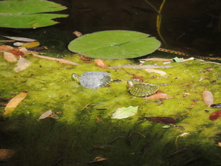 Filename=DSCN4023.JPG
Filesize=5929KiB
Dimensions=4608x3456
Date added=Sep 27, 2019 DSCN4023.JPG